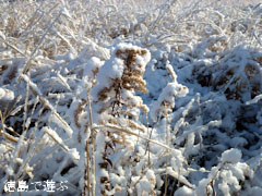 2012年2月19日 徳島 雪