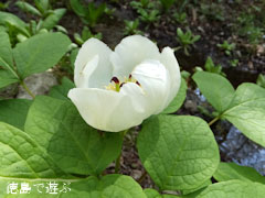 四国山岳植物園 岳人の森 山芍薬 ヤマシャクヤク 2013