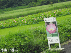 徳島県鳴門市瀬戸町 島田島 古代ハス 古代蓮 2016