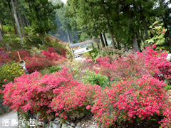 徳島県名西郡神山町 上分花の隠里 ツツジ 2015