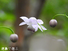 徳島県 神山町 岳人の森 レンゲショウマ 蓮華升麻 2016