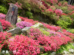 徳島県名西郡神山町 上分花の隠里 ツツジ 2015