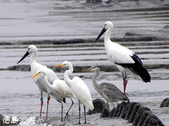 徳島県 吉野川 吉野川第十堰 コウノトリ 鸛 2015年11月18日