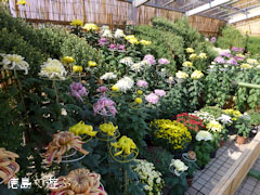 鴨島 菊人形 菊花展 2012
