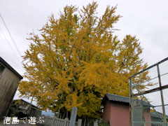 乳保神社のイチョウ 2012