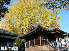 乳保神社のイチョウ