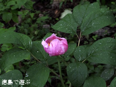 ³Ù¿Í¤Î¿¹ ¥Ù¥Ë¥Ð¥Ê¥ä¥Þ¥·¥ã¥¯¥ä¥¯ ¹È²Ö»³çéÌô 2013