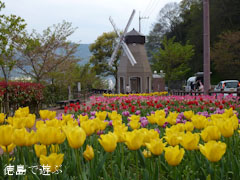 デ・レイケ公園 チューリップ 2012
