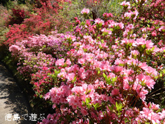 徳島県名西郡神山町 上分花の隠里 ツツジ 2014