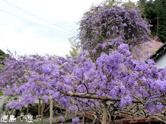 徳島県名西郡神山町鬼籠野 神光寺 のぼり藤 2016