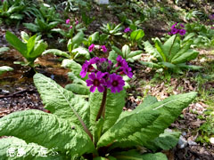 四国山岳植物園 岳人の森 九輪草 クリンソウ 2013
