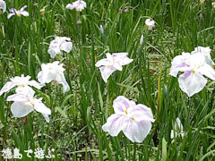 南阿波ピクニック公園 菖蒲