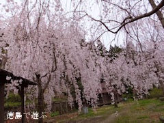 神山町上分 しだれ桜 2013