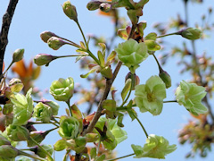 桜 御衣黄 鳴門