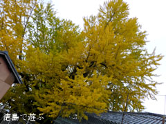 乳保神社のイチョウ 2012