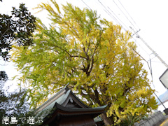 徳島県板野郡上板町 乳保神社のイチョウ 2016