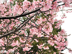 徳島県鳴門市大麻町 道の駅 第九の里 周辺 蜂須賀桜 2017