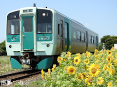 徳島県鳴門市大麻町池谷 鳴門線 向日葵 ひまわり 2016