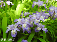 徳島県名西郡神山町 四国山岳植物園 岳人の森 ヒメシャガ 2016