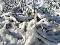 2012年2月19日 徳島 雪