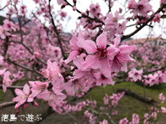 徳島県鳴門市大麻町 桃の花 2017