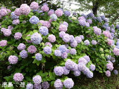 眉山 紫陽花 あじさい