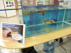ウェルかめ
