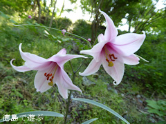 徳島県名西郡神山町 四国山岳植物園 岳人の森 神領ユリ 2015