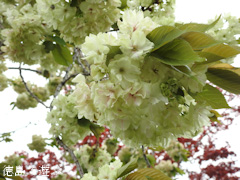 徳島県板野郡上板町 岡田製糖所 ウコン桜 2017