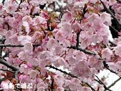 原田家住宅 蜂須賀桜