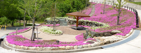 とくしま植物園 芝桜