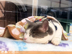 徳島県鳴門市北灘町 JF北灘さかな市 きたなだ海の駅 なる駅長