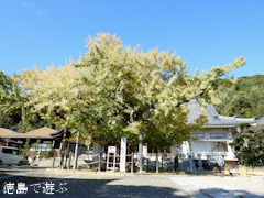 徳島県鳴門市撫養町木津 長谷寺 オハツキイチョウ 2016