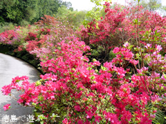 徳島県名西郡神山町 上分花の隠里 ツツジ 2015