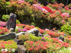 上分花の隠里 ツツジ 2013