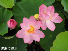徳島県鳴門市瀬戸町 島田島 古代ハス 古代蓮 2016