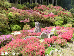 徳島県名西郡神山町 上分花の隠里 ツツジ 2015