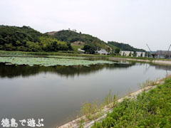 鳴門 中池のオニバス 2009