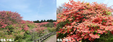 船窪つつじ公園 船窪のオンツツジ群落