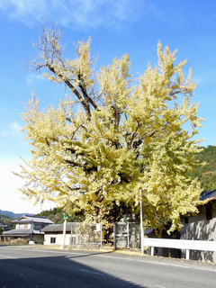 徳島県阿波市市場町大影 境目のイチョウ 紅葉 2017