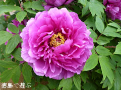 神宮寺 牡丹の古木 2012