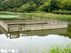 鳴門 中池のオニバス 2009