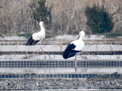 徳島県鳴門市大津町 鳴門レンコンべっぴん会 レンコン掘り体験 2018