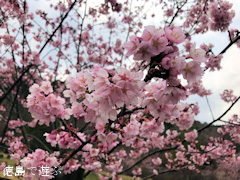 徳島県鳴門市大麻町 道の駅 第九の里 周辺 蜂須賀桜 2017