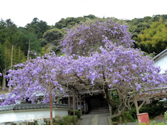 徳島県名西郡神山町鬼籠野 神光寺 のぼり藤 2016
