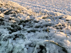 徳島 雪 積雪 2018年1月11日