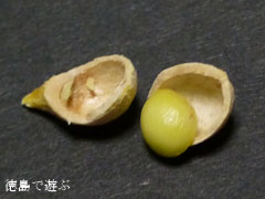境目のイチョウ オハツキイチョウ