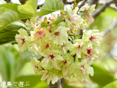 徳島県鳴門市 鳴門・大塚スポーツパーク ギョイコウ桜 御衣黄桜 2017