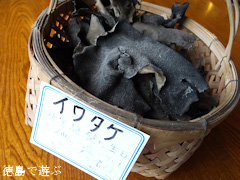 名西郡神山町 岳人の森 観月茶屋 神山産 イワタケ
