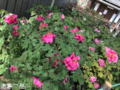 徳島県鳴門市里浦町 牡丹寺 観音寺 前庭 ぼたん 2017